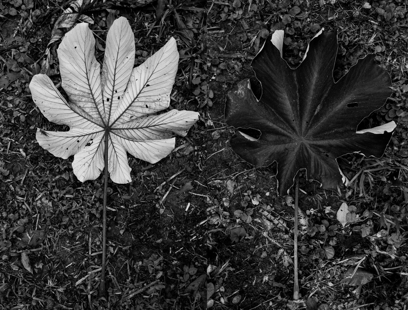 Illustration for article titled TRIGANA : THE PLANTS
